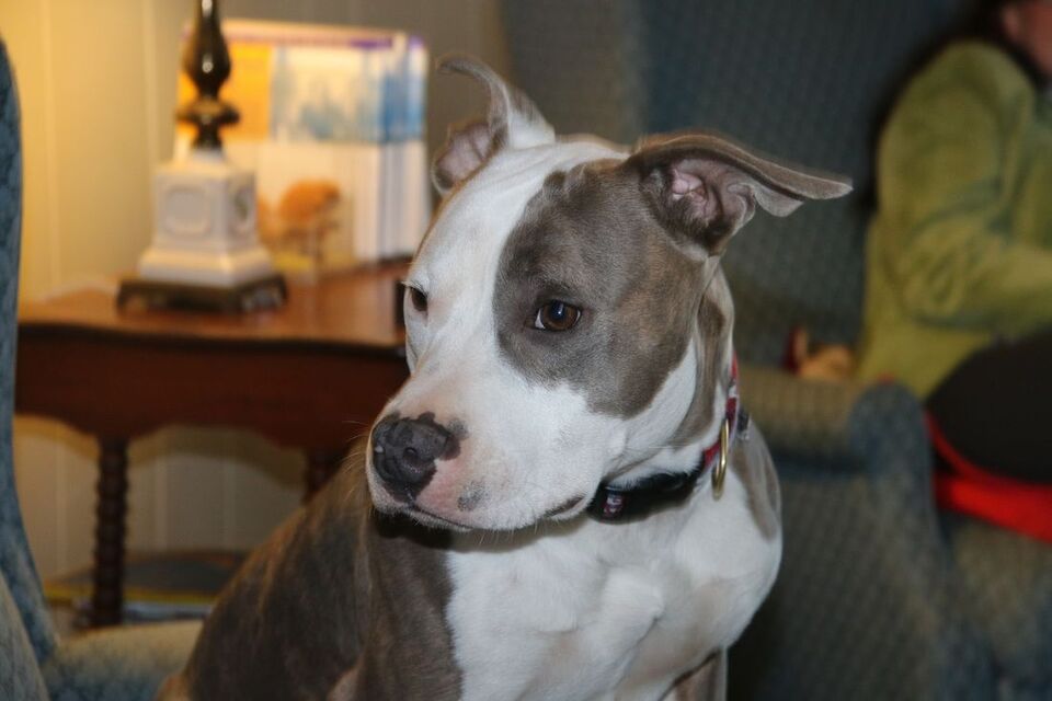 Our late therapy dog, Eeyore